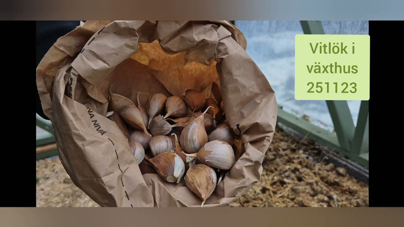 Sätter vitlök i växthuset 251123